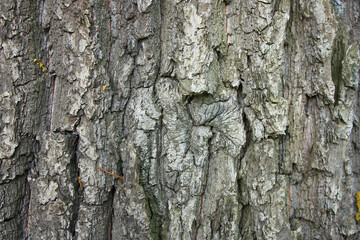 Bark of the Pedunculate Oak, Quercus robur, Germany, Background, Texture
