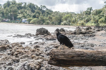 Black vulture animal bird on the beach in drake bay Costa Rica