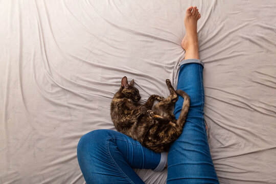 Uma gata carey dormindo na cama, junto &agrave;s pernas de uma pessoa com cal&ccedil;a jeans.