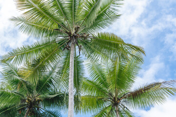 Fototapeta premium Three palm trees tropical beach vibe at Costa Rica