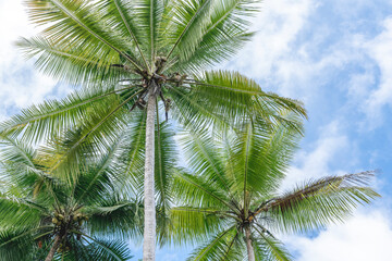Fototapeta na wymiar Three palm trees tropical beach vibe at Costa Rica