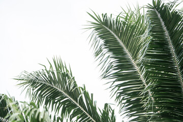tropical palm tree Costa Rica