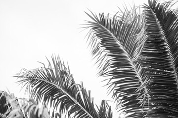 tropical palm tree Costa Rica