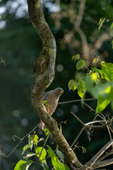Roadside hawk sitting on branch in Costa Rica travel bird