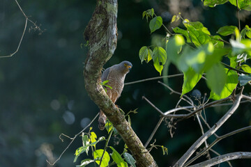 Roadside hawk sitting on branch in Costa Rica travel bird