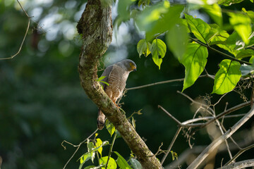 Fototapeta premium Roadside hawk sitting on branch in Costa Rica travel bird