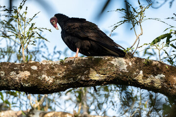female king vulture bird