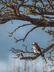 A perched Eurasian Jay basking in the morning sun