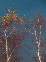 Autumnal silver birch trees catching the sun with moody skies in the background