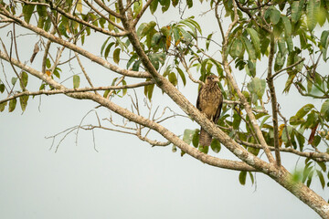 yellow headed caracara sitting in tree on branch