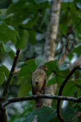 Roadside hawk sitting on branch in Costa Rica travel bird