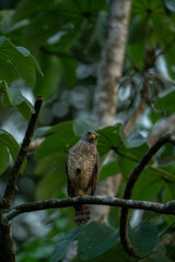 roadside hawk with a hole in his chest animal bird