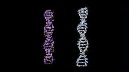 Two colored dna spirals on a black background. The spirals change color to white. Concept of genetics and medical science.