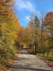 Fototapeta na wymiar Beautiful road in autumn forest in Slovenia