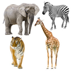 animals isolated on transparent background, elephant, zebra, tiger