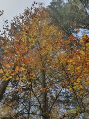 Idyllic forest scenery in slovenia