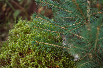 a portrait from a yellow necked mouse, apodemus flavicollis, in the garden on the floor at a autumn...