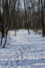 snow covered ground with bare trees in the forest 