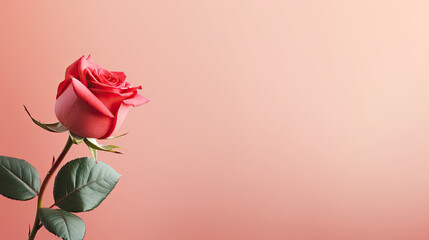 Fototapeta premium Minimalist blooming Red Pink Rose flowers with leaf on pastel colored background with empty space for text