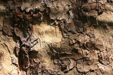 Bark of the Planetree, Platanus, Germany, Background, Texture
