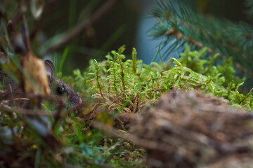 a portrait from a yellow necked mouse, apodemus flavicollis, in the garden on the floor at a autumn evening