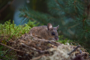 Fototapeta premium a portrait from a yellow necked mouse, apodemus flavicollis, at a bird nest on the forest floor at morning