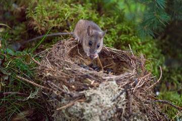 a portrait from a yellow necked mouse, apodemus flavicollis, at a bird nest on the forest floor at morning