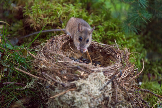 a portrait from a yellow necked mouse, apodemus flavicollis, at a bird nest on the forest floor at morning