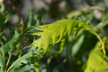 Oak Miky leaf