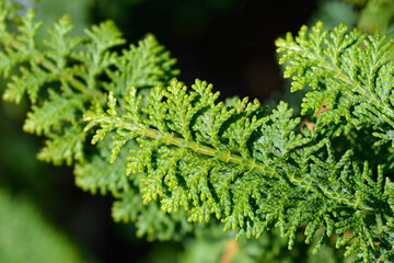 Hinoki cypress Dilatush branch