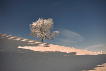 tree in the snow