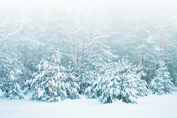 Landscape. Frozen winter forest with snow covered trees.