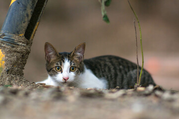 日本の森に暮らす身を屈めて遠くを見つめる子猫