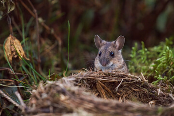 Naklejka na ściany i meble a portrait from a yellow necked mouse, apodemus flavicollis, at a bird nest on the forest floor at morning