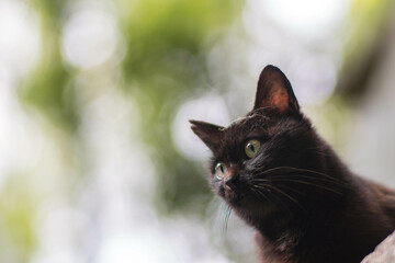 日本の神社にある森に暮らす可愛らしい野生の黒猫