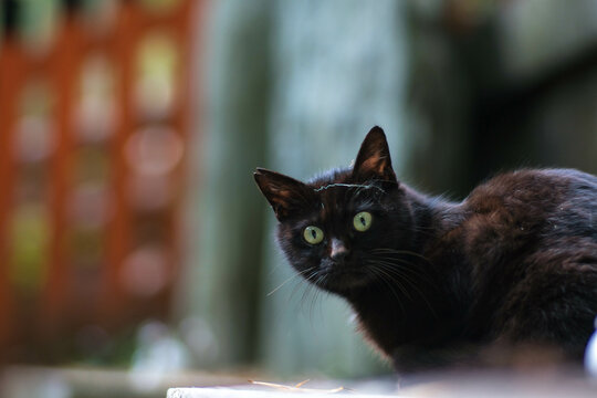 日本の神社でリラックスして過ごす可愛らしい黒猫