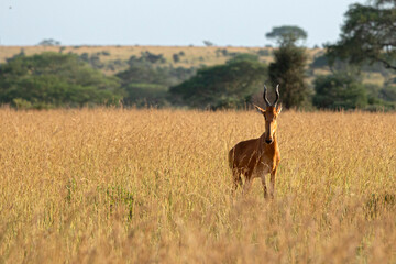 Jacksons Hartebeest, Alcelaphus buselaphus on the plains of Africa