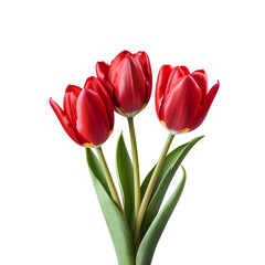 bouquet of red tulips on the png transparent background, easy to decorate projects.