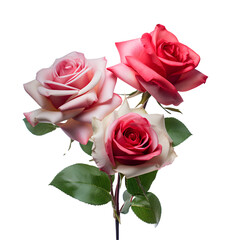 bouquet of pink roses on the png transparent background, easy to decorate projects.