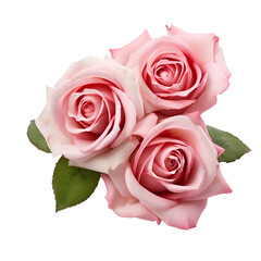 pink roses on transparent background or PNG file, easy to decorate your project. generative AI	