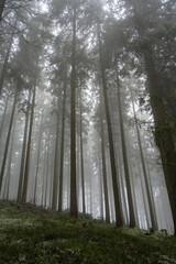 Nebel im Wald - schöne Lichtstimmung