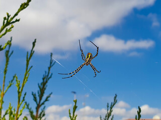 Araña tigre o argiope bruennichi