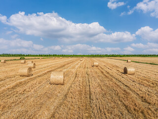 Round wheat straw bales natural landscape in farm fields. Beautiful farm natural scenery under the...