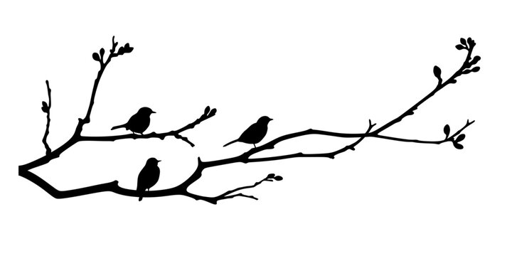 A branch with birds
