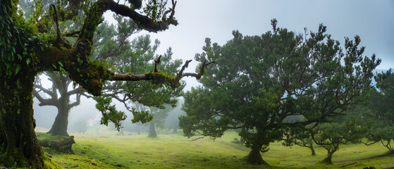 Twisted trees in the fog in Fanal Forest on the Portuguese island of Madeira. Huge, moss-covered...