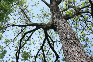 Ash Tree, Fraxinus excelsior, Germany
