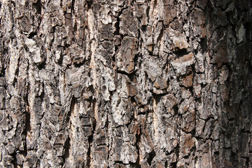 Bark of the Black Alder, Alnus glutinosa, Germany, Background, Texture
