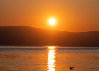 Silhouette Seagulls Swimming On Lake