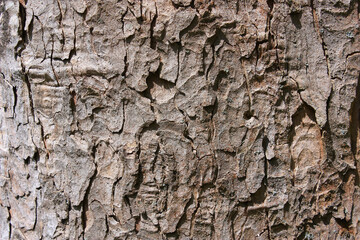 Bark of the Sycamore Maple, Acer pseudoplatanus, Germany, Background, Texture
