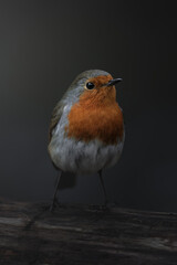 European Robin, Erithacus rubecula, orange songbird perched. Bird in natural habitat. Europe wildlife.  Organ-grey bird. Clean background. Slovenia.
